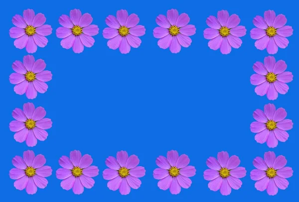 Flower Frame Cosmea Flowers Templates Space Text Beautiful Flower Frame — Stock Photo, Image
