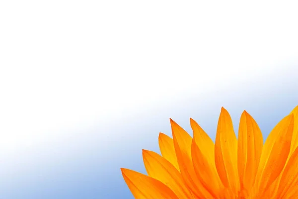Realistische Sonnenblume Auf Einem Sonnigen Hintergrund Mit Kopierraum Sonnenblumenrahmen Beschriftung — Stockfoto