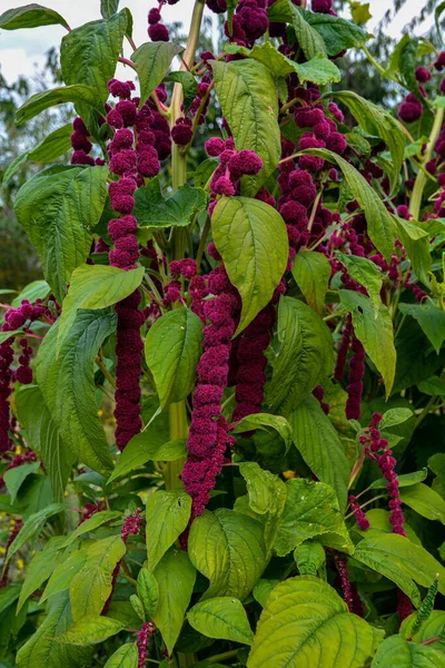 Amaranth is cultivated as leaf vegetables, cereals and ornamental plants .