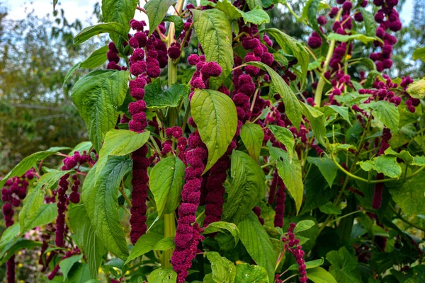 Amaranth is cultivated as leaf vegetables, cereals and ornamental plants .