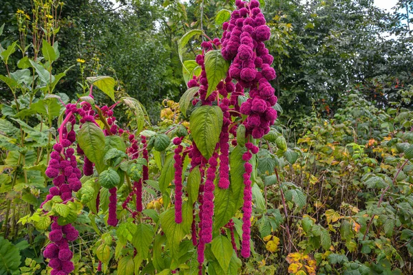 Amaranth Cultivated Leaf Vegetables Cereals Ornamental Plants — Stock Photo, Image