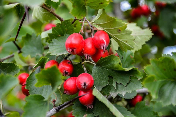 Crataegus Pinnatifida Chinese Haw Chinese Hawthorn Chinese Hawberry Fruits — Stock Photo, Image