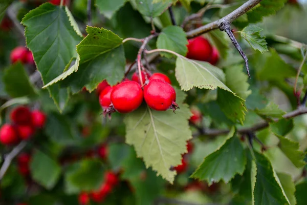 과일와 Hawberry — 스톡 사진