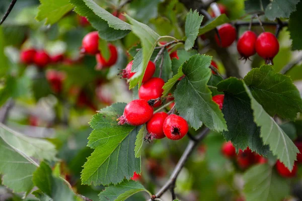 Crataegus Pinnatifida Chinese Haw Chinese Hawthorn Chinese Hawberry Fruits — Stock Photo, Image