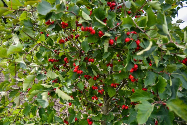 果物と中国 Hawberry 中国のサンザシ 中国のサンザシ サンザシ ピンナティフィダ — ストック写真