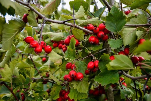 Crataegus Pinnatifida Chinesischer Haw Chinesischer Weißdorn Chinesische Weißbeere Mit Früchten — Stockfoto