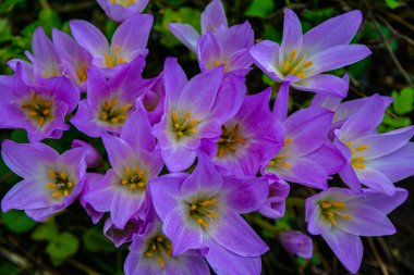 Mor sonbahar crocus grubu (colchicum autumnale). Çiçek açan colchicum autumnale, sonbahar crocus, düşmüş yapraklarda, seçici odaklanma .