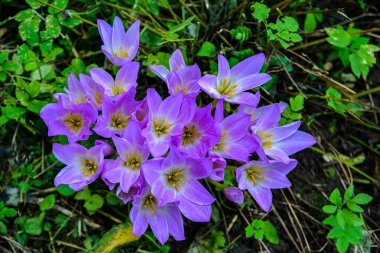 Mor sonbahar crocus grubu (colchicum autumnale). Çiçek açan colchicum autumnale, sonbahar crocus, düşmüş yapraklarda, seçici odaklanma .