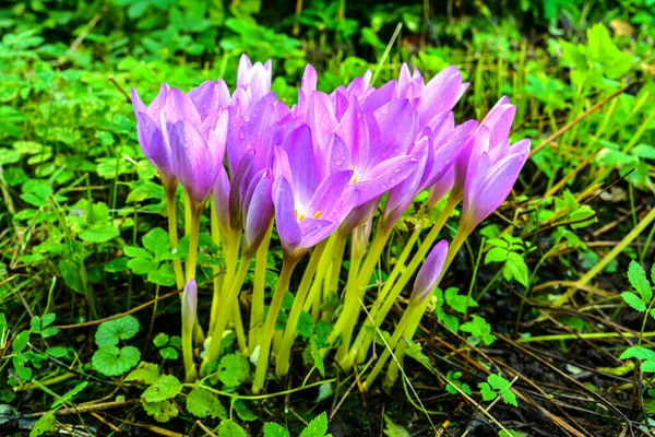 Група Фіолетового Осіннього Круаса Колірна Осінь Квітуча Колірна Осінь Осінній — стокове фото