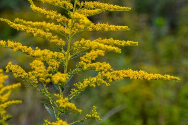 Sahada açan Goldenrod (Solidago canadensis). Tıbbi bitkiler serisi.