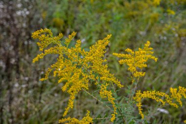 Sahada açan Goldenrod (Solidago canadensis). Tıbbi bitkiler serisi.