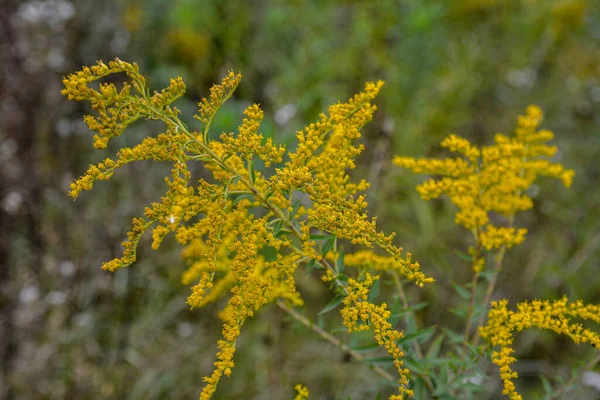 Goldrute Solidago Canadensis Blüht Auf Einem Feld Serie Medizinischer Kräuter — Stockfoto