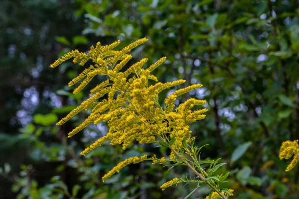 Goldenrod Solidago Canadensis Цвіте Полі Серія Медичних Трав — стокове фото