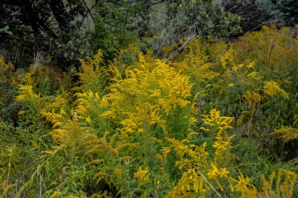 フィールドに咲くゴールデンロッド ソリダゴ カナデンシス 薬草シリーズ — ストック写真