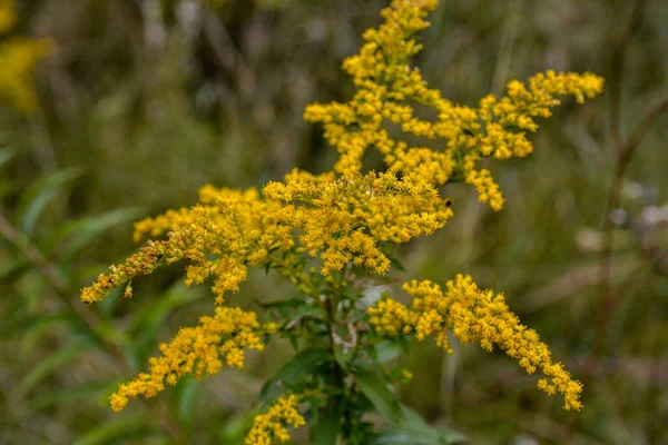 Goldrute Solidago Canadensis Blüht Auf Einem Feld Serie Medizinischer Kräuter — Stockfoto