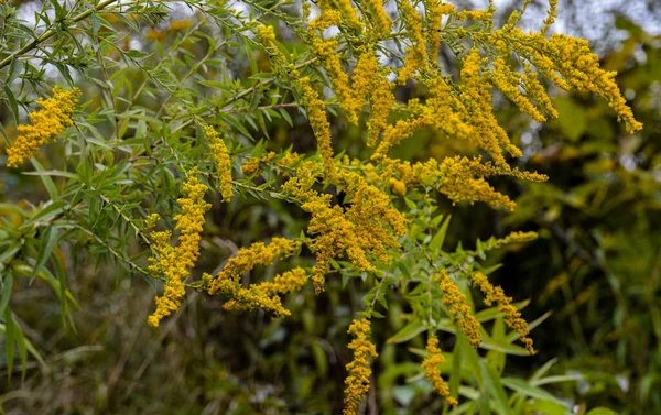 Goldenrod Solidago Canadensis Florescendo Campo Série Ervas Medicinais — Fotografia de Stock