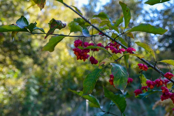 Euonymus Europaeus Europäische Spindelkapsel Reifende Herbstfrüchte Rot Bis Violett Oder — Stockfoto