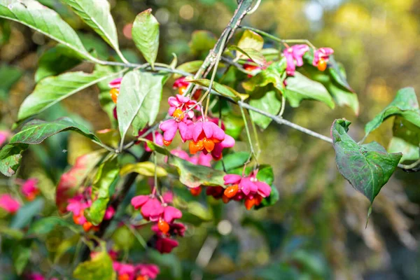 ユーロニムス エウロペウス 英語版 ヨーロッパの一般的な紡錘形カプセルは秋の果実を熟し 赤から紫またはピンク色にオレンジ色の種子 秋のカラフルな葉を持つ — ストック写真