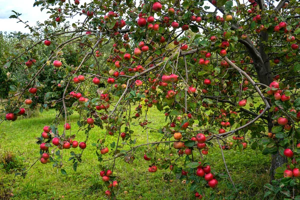 Elmalı Elma Ağacı Bahçedeki Ağaç Birçok Olgun Kırmızı Elma Bahçedeki — Stok fotoğraf