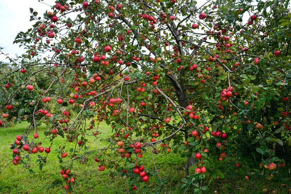 Maçã Com Maçãs Árvore Jardim Muitas Maçãs Vermelhas Maduras Penduradas — Fotografia de Stock