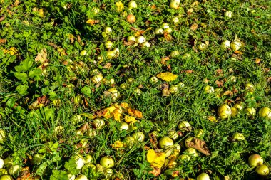 Ağacın altındaki çimlerin üzerinde bir sürü çürük elma var..