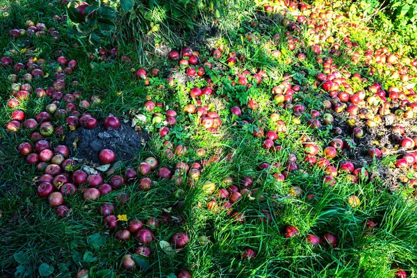 たくさんの腐ったリンゴが木の下の草の上に横たわっていて 食べ物の無駄です — ストック写真