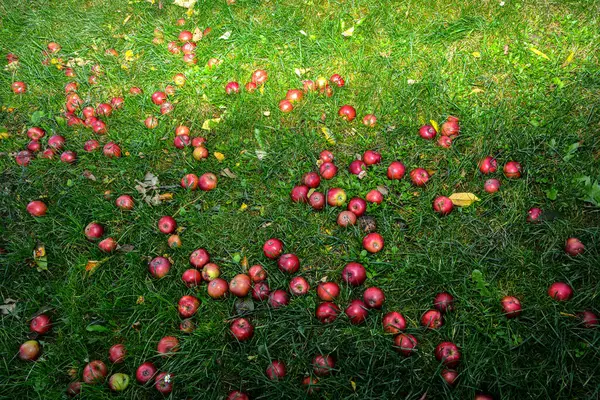 Montón Manzanas Podridas Tumbadas Hierba Debajo Del Árbol Desperdicio Comida —  Fotos de Stock