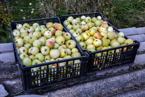 プラスチック製の箱に入ったリンゴの収穫 — ストック写真