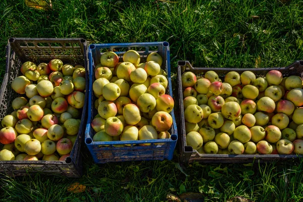 プラスチック製の箱に入ったリンゴの収穫 — ストック写真