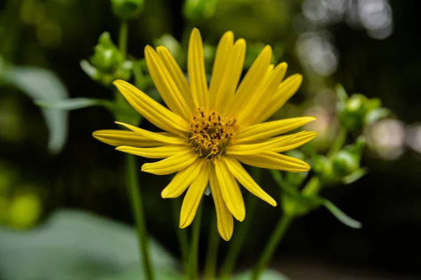 Silphium Perfoliatum Pianta Coppa Pianta Coppa Una Specie Pianta Fiore — Foto Stock