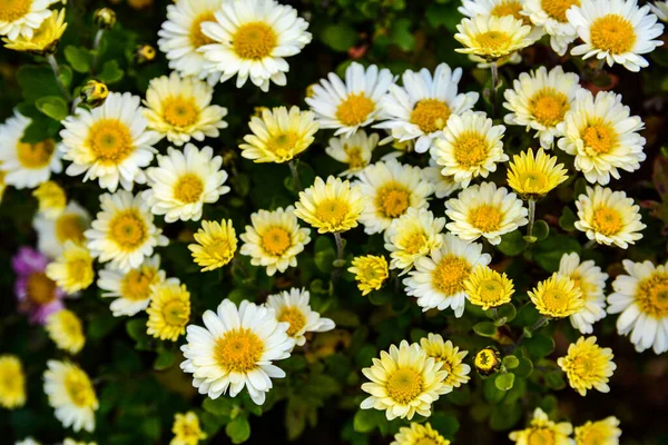 色彩斑斓的菊花背景 漂亮的菊花花束特写 漂亮的花背景 用于日历 横幅和明信片 — 图库照片