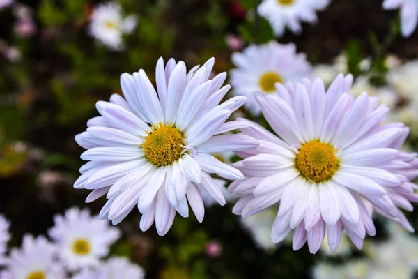 Sfondo Crisantemi Multicolori Bellissimo Bouquet Crisantemi Primo Piano Bellissimo Sfondo — Foto Stock