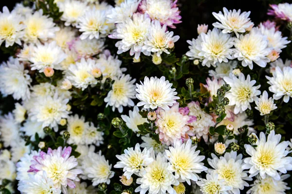 Flerfargede Chrysanthemums Bakgrunn Vakker Bukett Krysantemum Nærbilde Vakker Blomsterbakgrunn Til – stockfoto