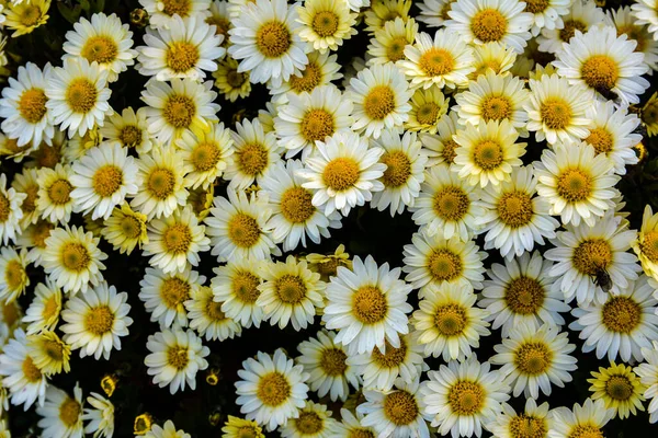 Fundo Crisântemos Multicolorido Buquê Bonito Crisântemos Close Fundo Floral Bonito — Fotografia de Stock