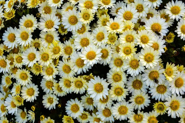 多色の菊の背景菊の美しい花束クローズアップカレンダー バナー ポストカードで使用するための美しい花の背景 — ストック写真