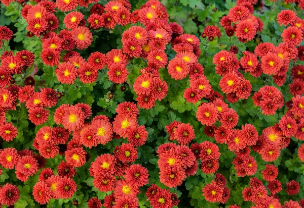 Bunte Chrysanthemen Hintergrund Schöner Strauß Chrysanthemen Nahaufnahme Schöne Florale Hintergrund — Stockfoto