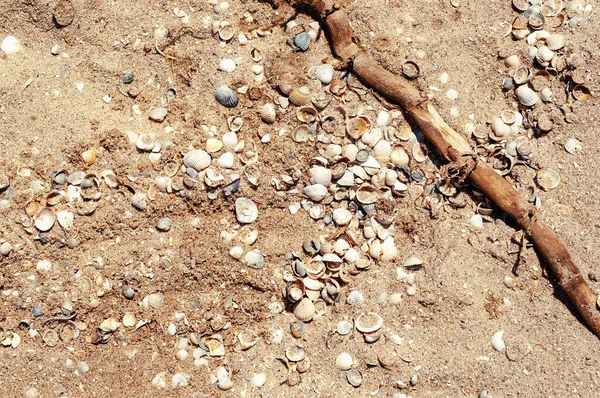 Sand on the seashore with shells.