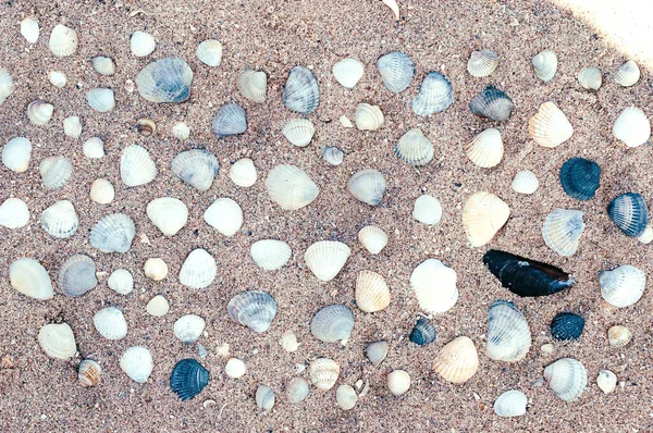 Песок Берегу Моря Раковинами — стоковое фото