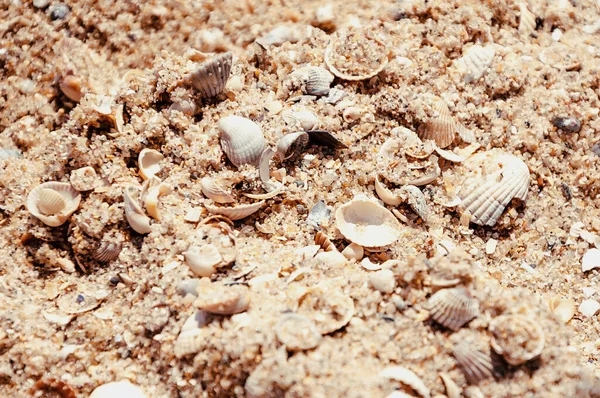 貝殻や砂の小さな断片からビーチを閉じます 海辺の波 — ストック写真