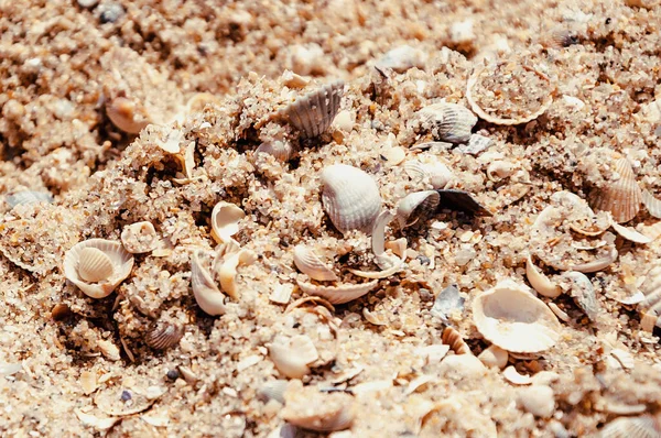 Close Praia Pequenos Pedaços Conchas Areia Ondas Beira Mar — Fotografia de Stock