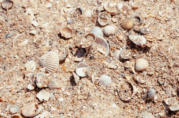 Close Praia Pequenos Pedaços Conchas Areia Ondas Beira Mar — Fotografia de Stock