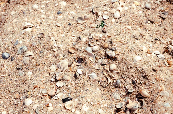 Cerca Playa Pequeños Trozos Conchas Marinas Arena Olas Orilla Del — Foto de Stock