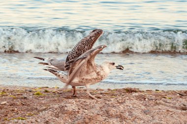 Bu fotoğraf deniz sahilindeki martıları ve karabatakları gösteriyor. Deniz kıyısındaki martılar ve martılar yiyecek için kıyıda karides yakalar ve savaşır..