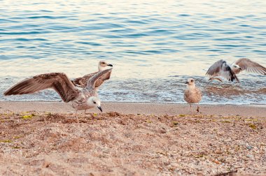 Bu fotoğraf deniz sahilindeki martıları ve karabatakları gösteriyor. Deniz kıyısındaki martılar ve martılar yiyecek için kıyıda karides yakalar ve savaşır..