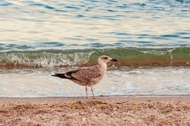 Bu fotoğraf deniz sahilindeki martıları ve karabatakları gösteriyor. Deniz kıyısındaki martılar ve martılar yiyecek için kıyıda karides yakalar ve savaşır..