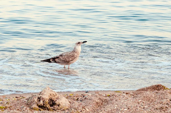 Photo Depicts Image Seagulls Cormorants Sea Beach Wild Gulls Gulls — Photo