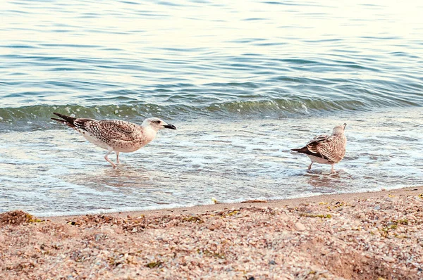 Photo Depicts Image Seagulls Cormorants Sea Beach Wild Gulls Gulls —  Fotos de Stock