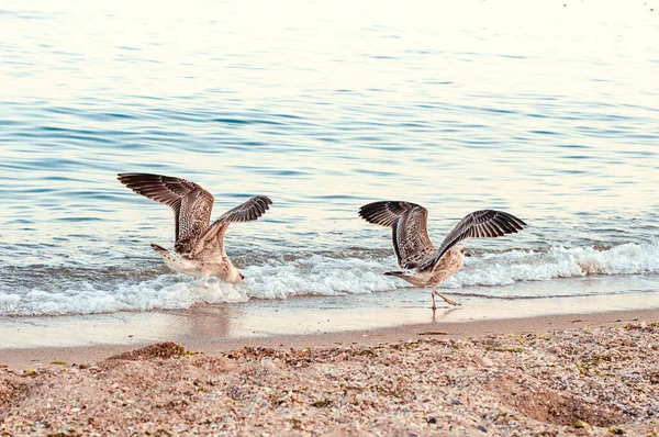 This photo depicts image of Seagulls and cormorants on the sea beach. Wild gulls and gulls on the seashore of the beach catch shrimp on the shore for food and fight for food.