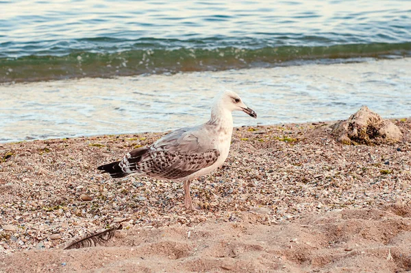 Photo Depicts Image Seagulls Cormorants Sea Beach Wild Gulls Gulls — Fotografia de Stock