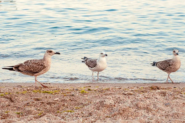 Photo Depicts Image Seagulls Cormorants Sea Beach Wild Gulls Gulls —  Fotos de Stock